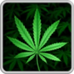 Logo of My Ganja Live Wallpaper android Application 